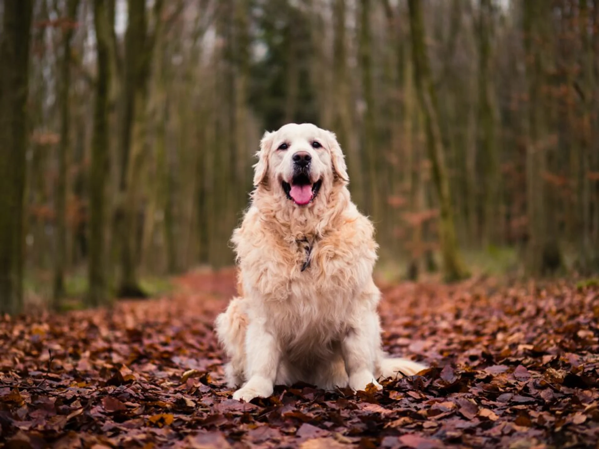 Unraveling the Mystery of an Itchy Pet: Identifying and Addressing Skin Discomfort in Cats and Dogs