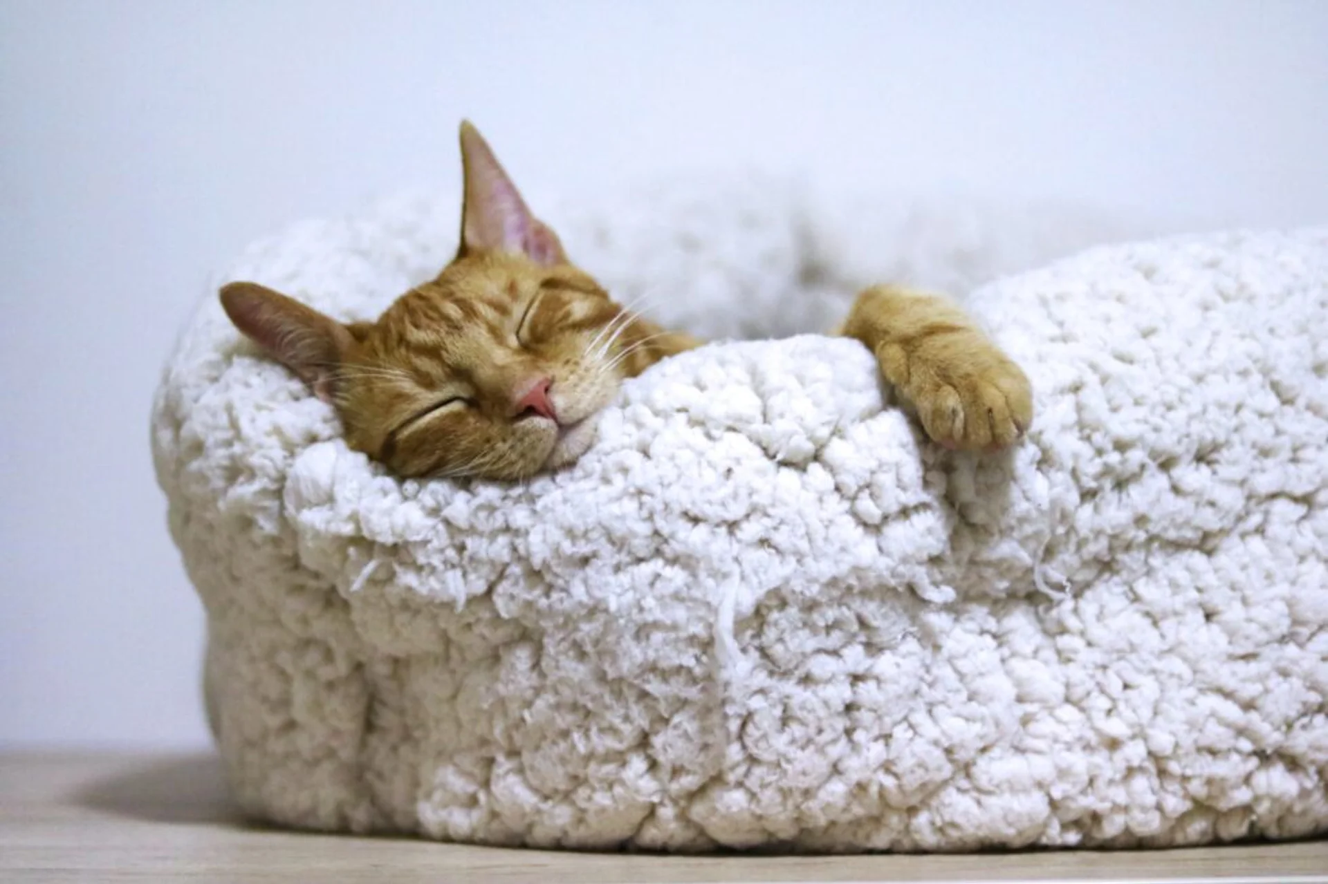 Decoding the Enigma: The Science Behind a Cat's Purr
