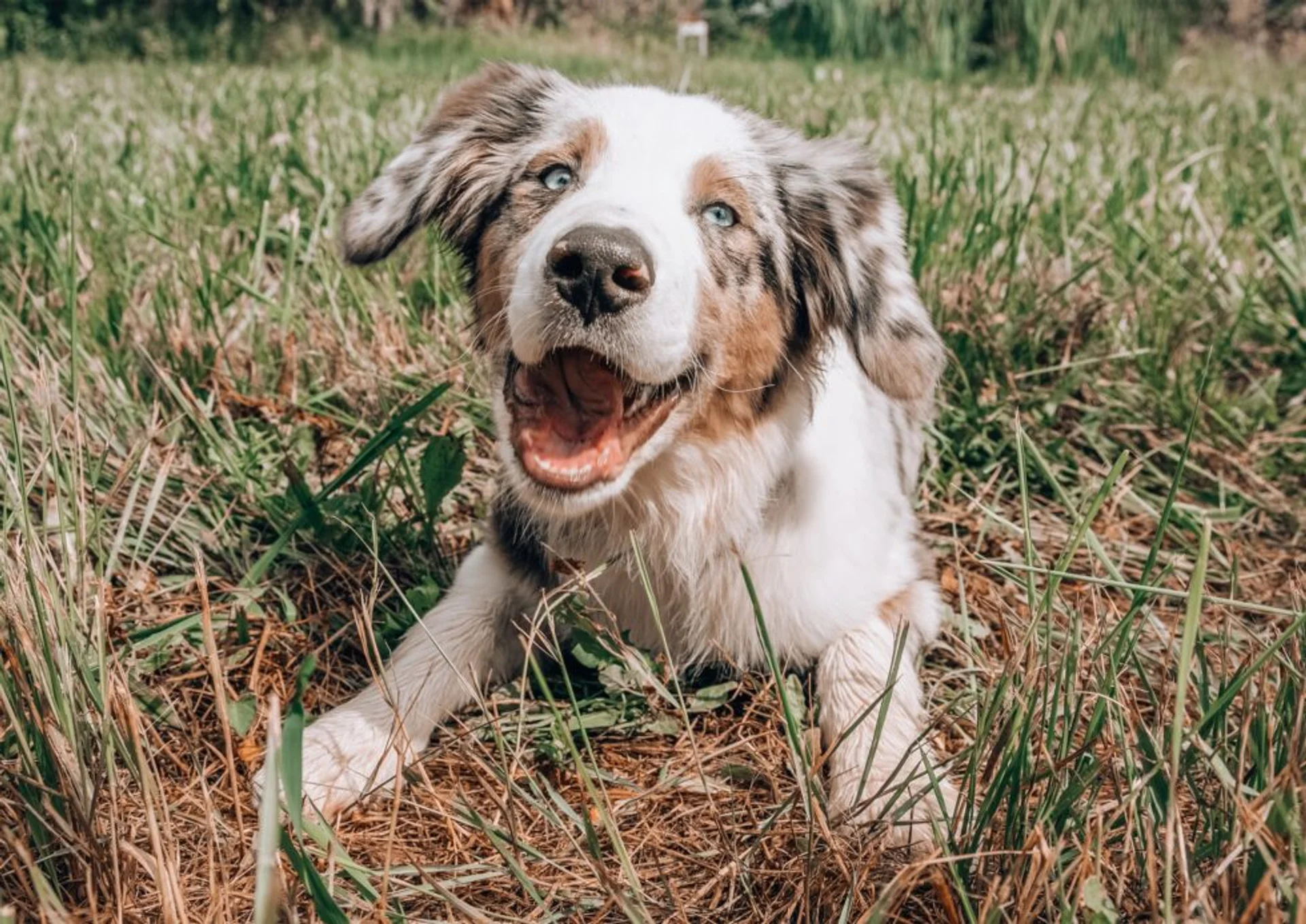 Guarding Your Well-being: Essential Knowledge on Diseases Transmitted by Pets