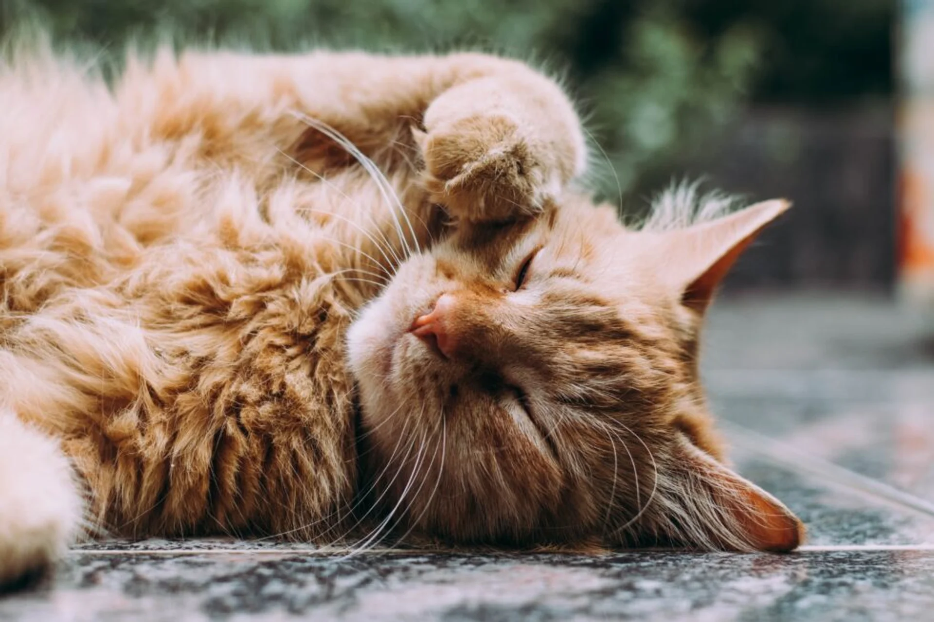 Creating a Warm Home for Your New Cat: Tips and Tricks