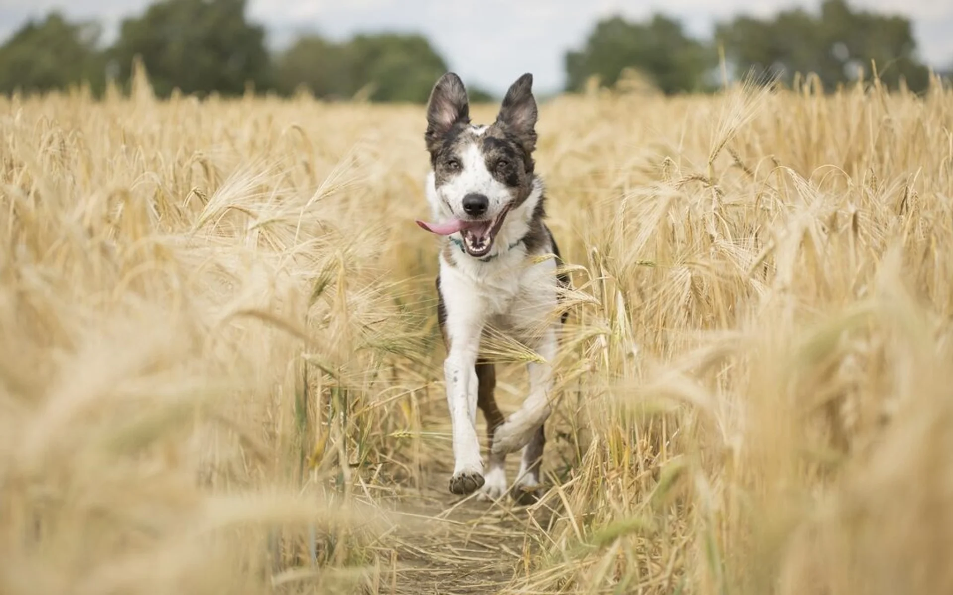 Deciphering Pet Cranial Cruciate Ligament Tears