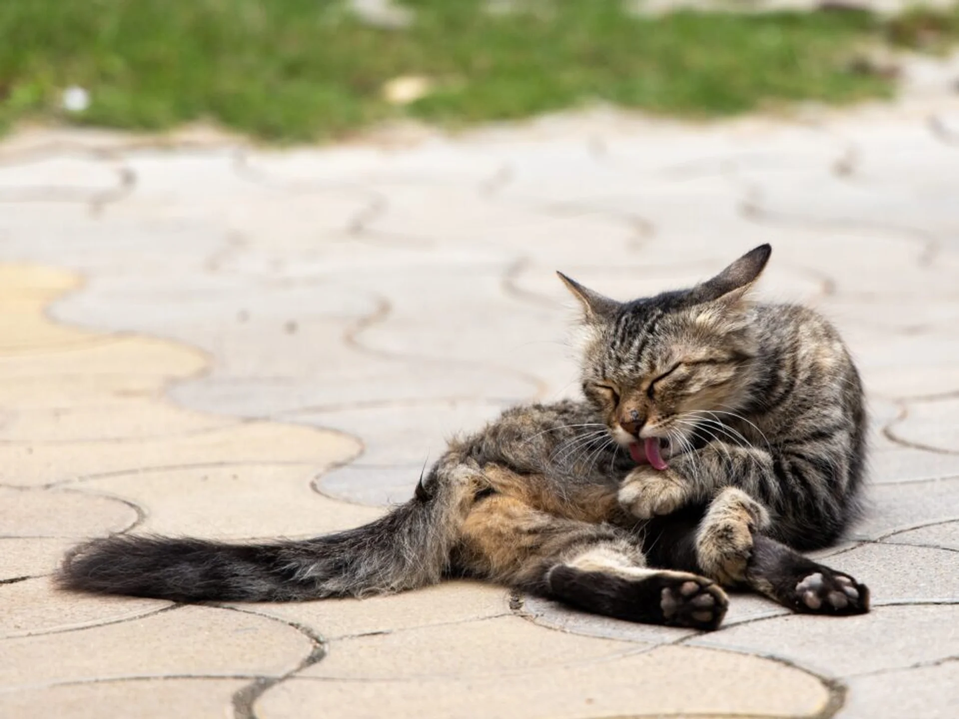 The Mystery of Pet Hot Spots: Understanding and Dealing with Uncomfortable Skin Irritations