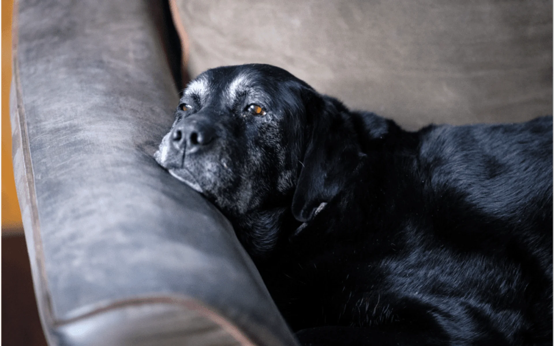 Here are 4 Ways to Prepare For the Loss of Your Pet