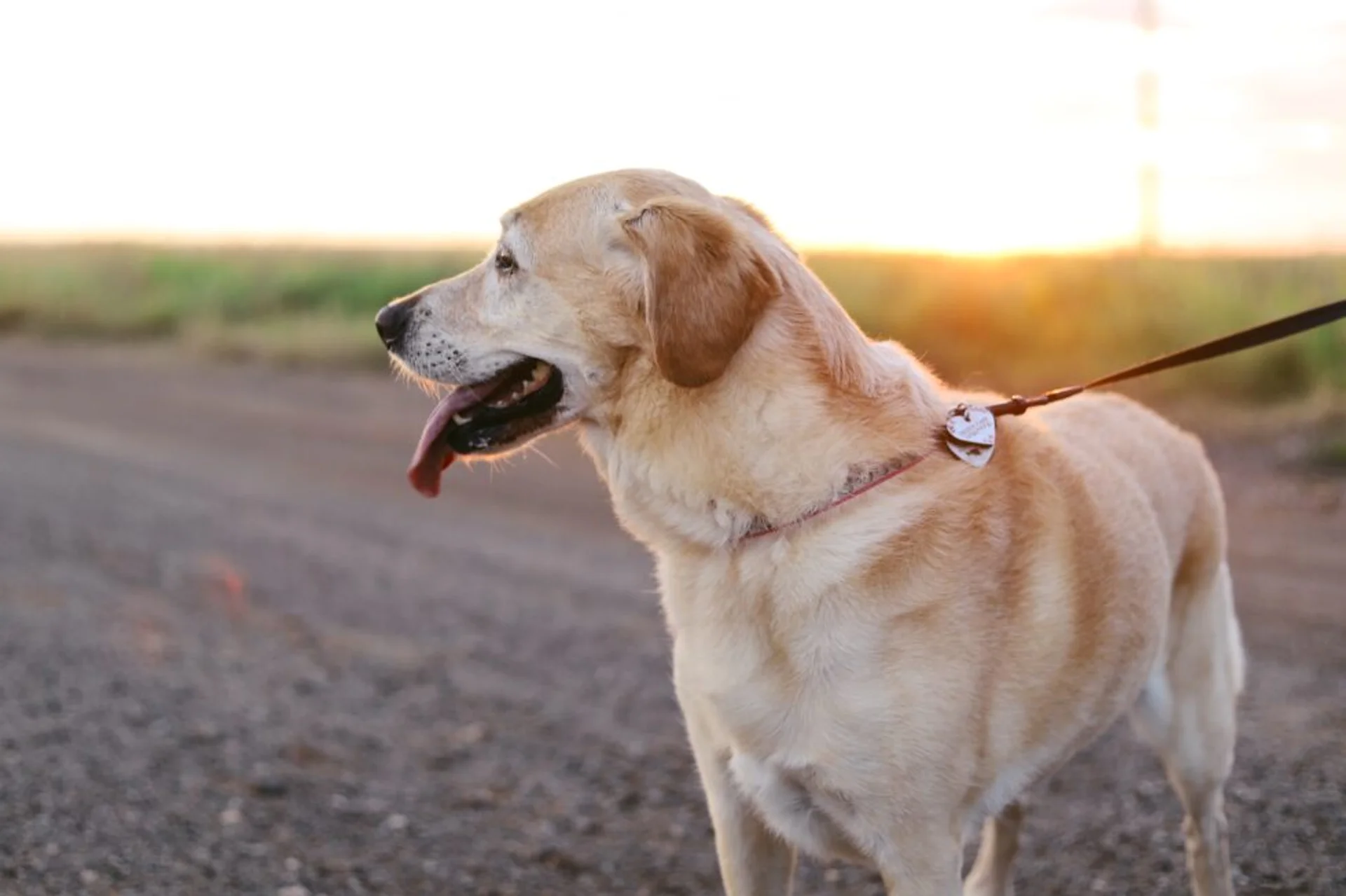 Safeguard Your Dog Walking Adventures