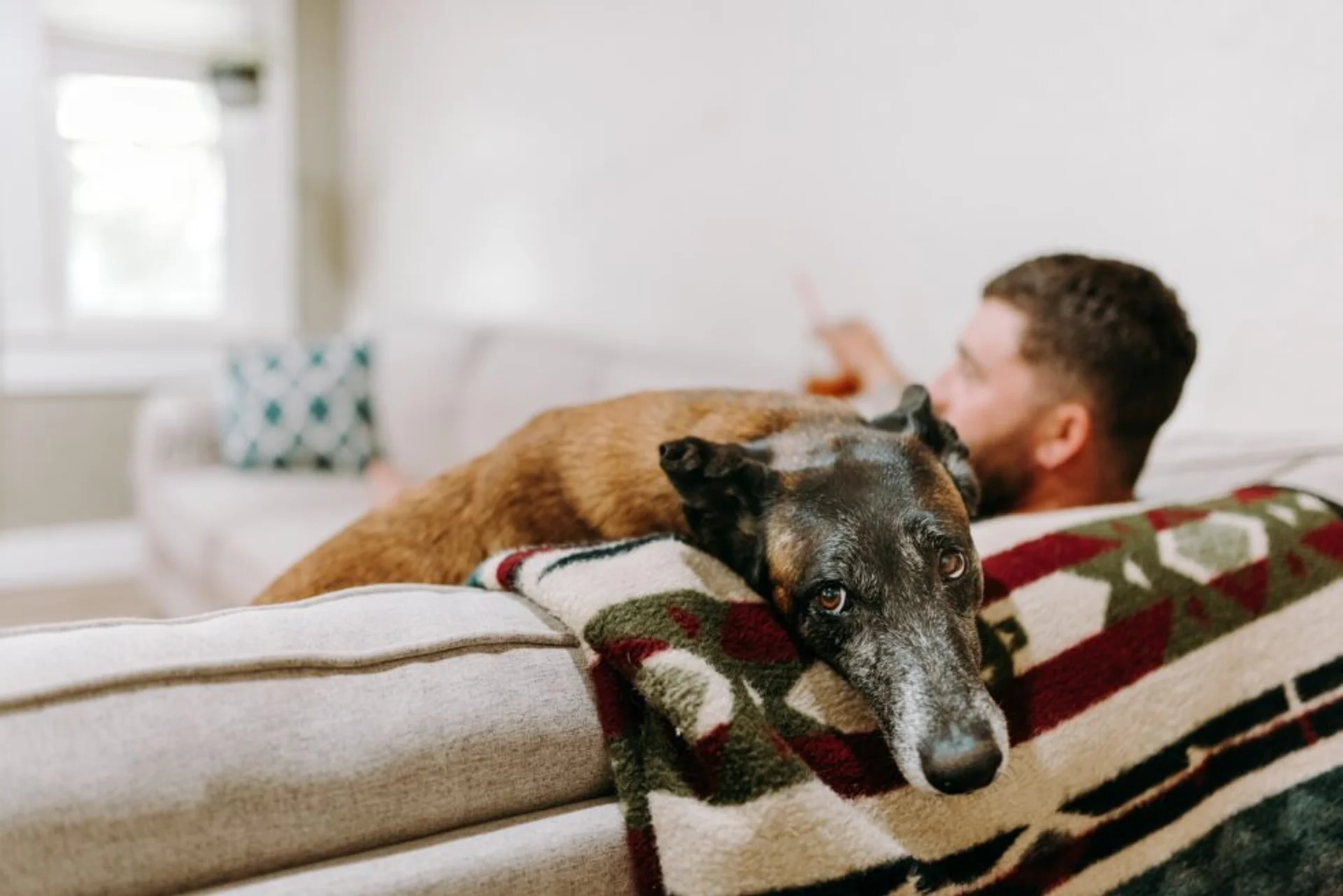 Five Household Substances that Could Be Harmful to Your Beloved Pet