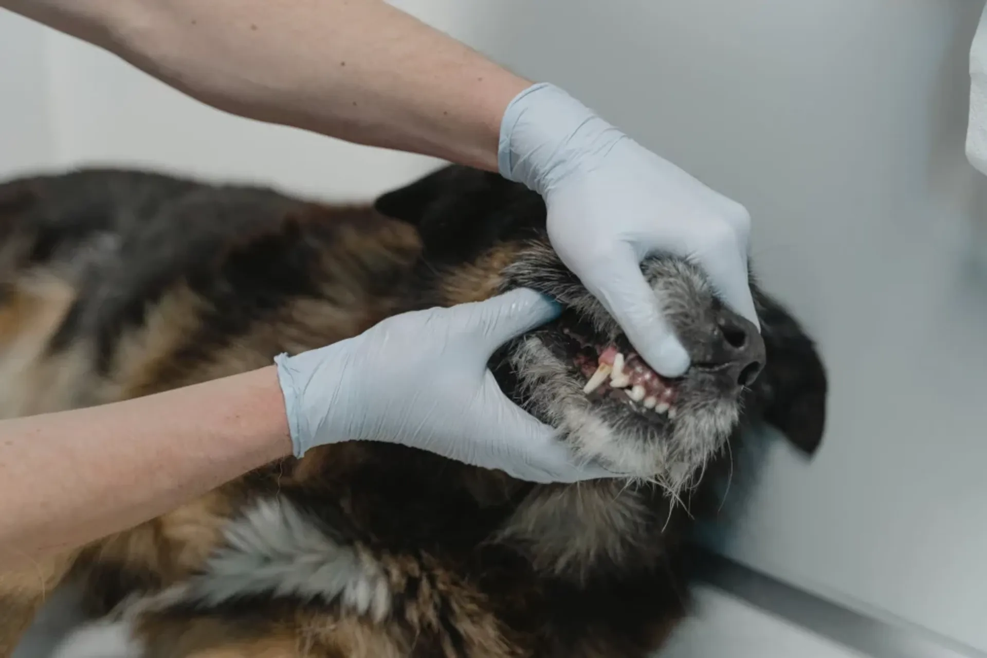 3 Signs It's Time for the First Pet Dental Cleaning