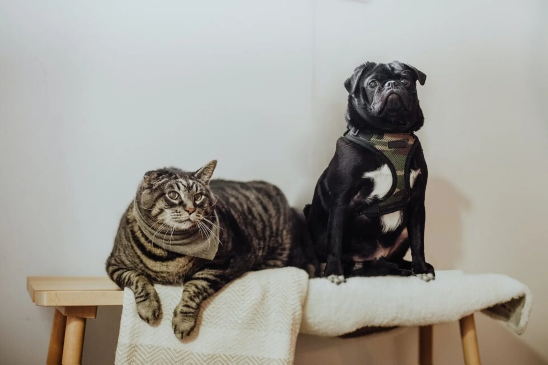 3 Stress-Free Senior Pet Exercises
