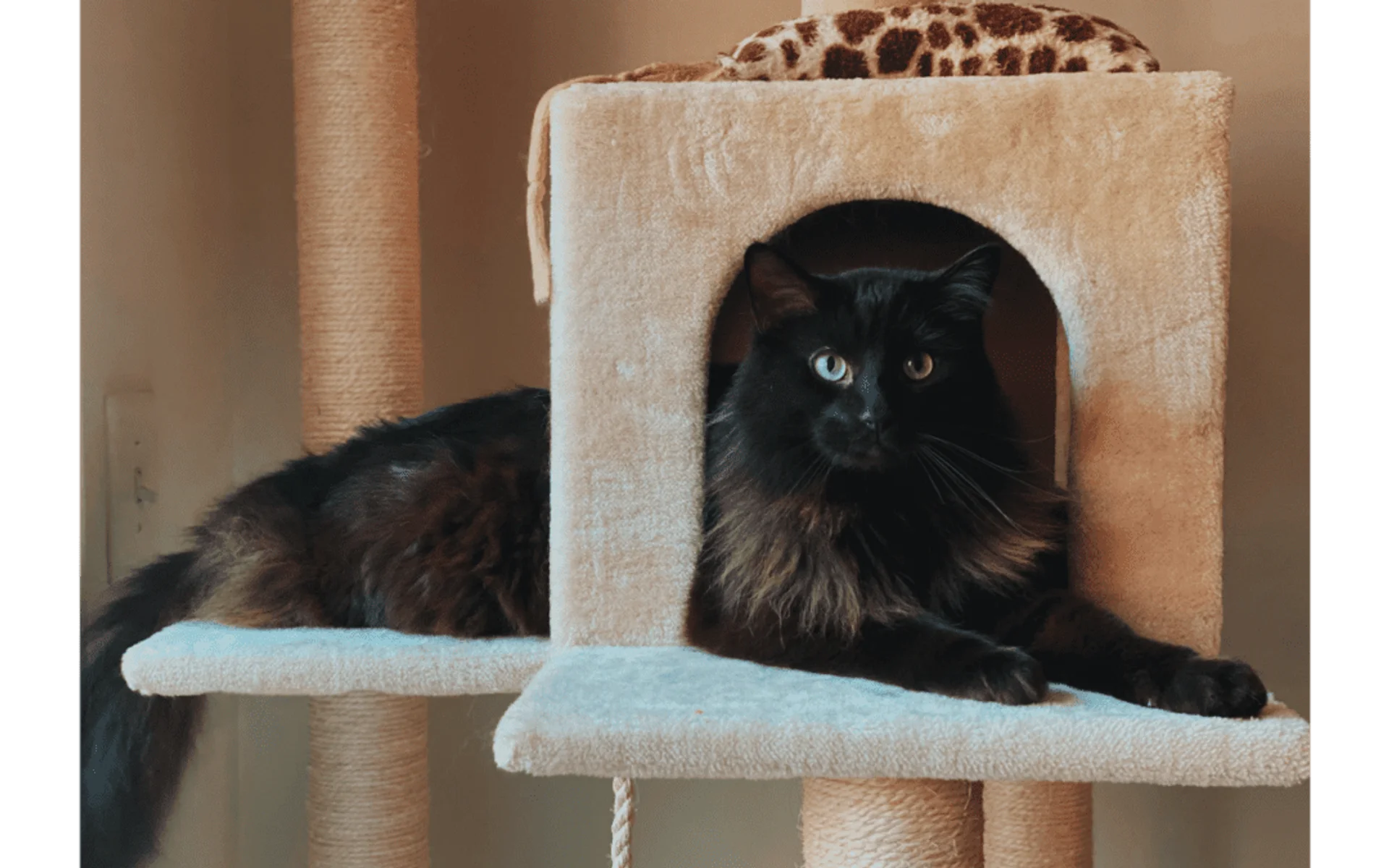 Learn About the Health Needs of Cats