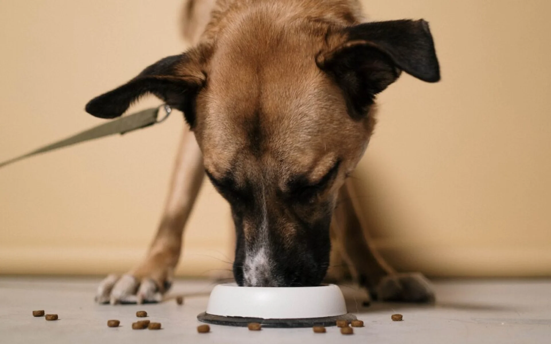 What Should and Should Not Be on Your Pet's Thanksgiving Plate