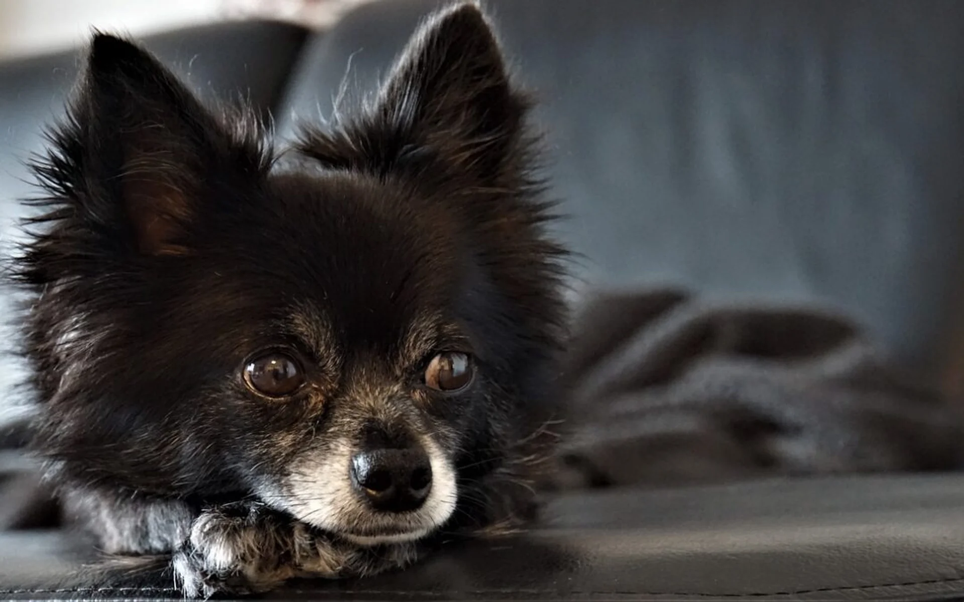 Skin Lumps and Bumps on Pets: When You Should Worry