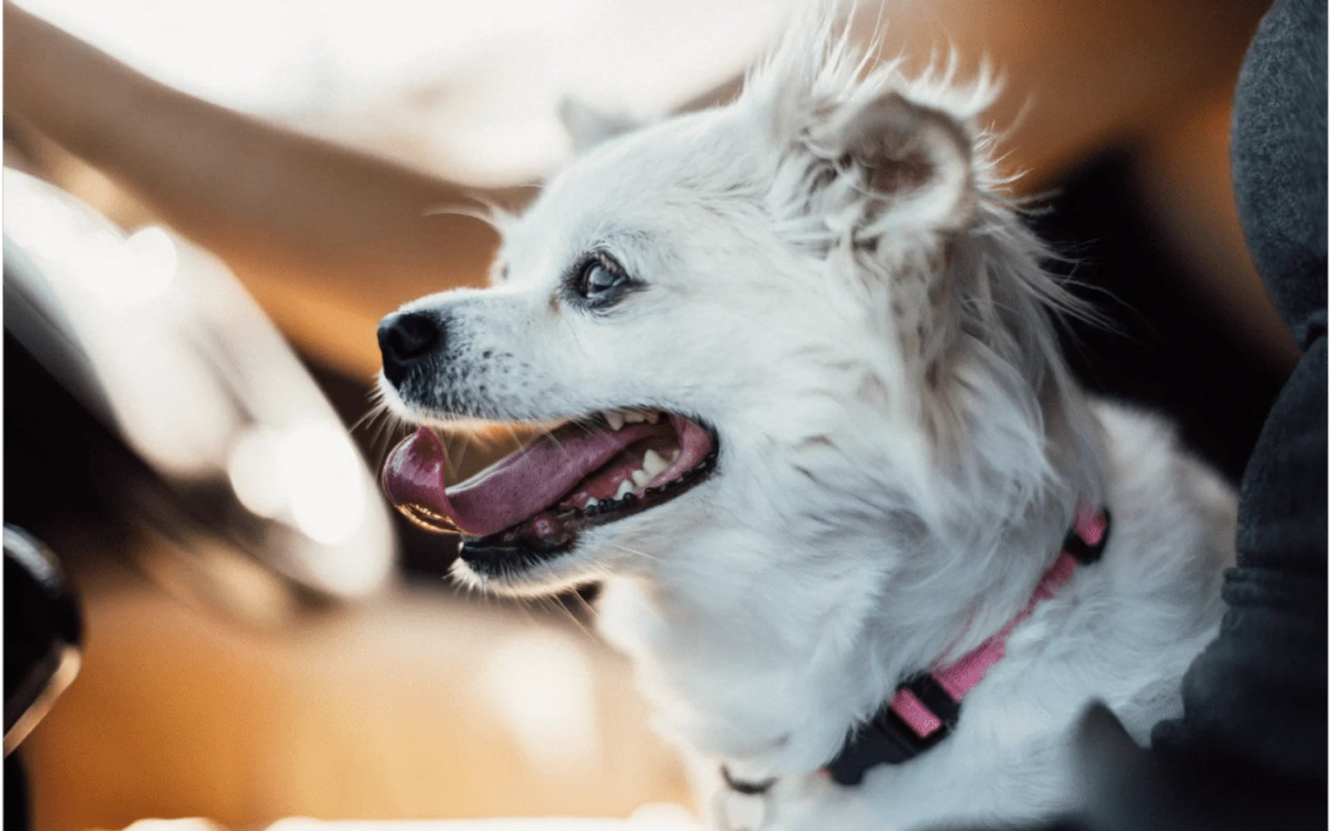 How to Keep Your Pet Safe Indoors and Out