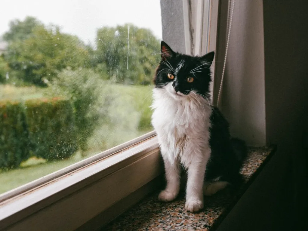 Back-to-School Considerations for Your Pet