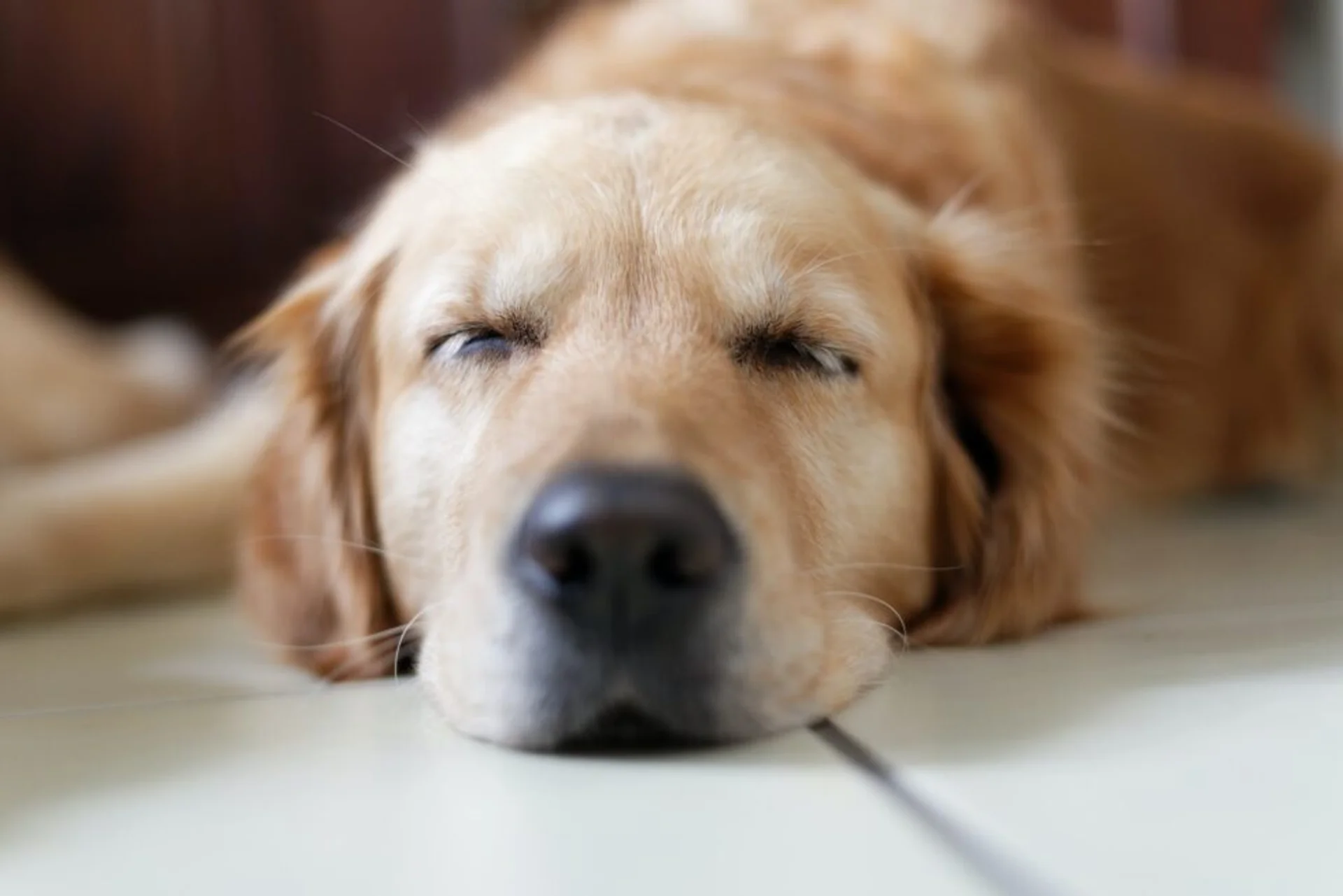 Keeping Your Pet Safe Under Anesthesia