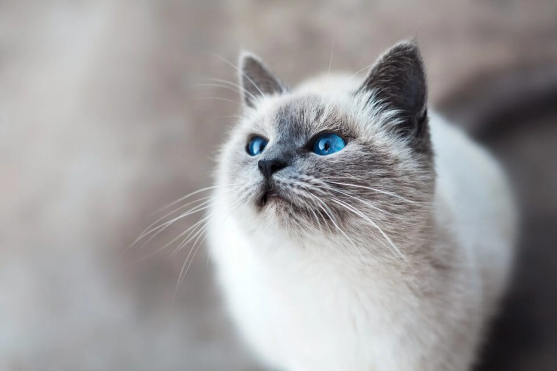 Essential Cat Care Tips Every Pet Parent Should Know