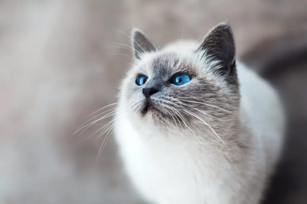 Essential Cat Care Tips Every Pet Parent Should Know