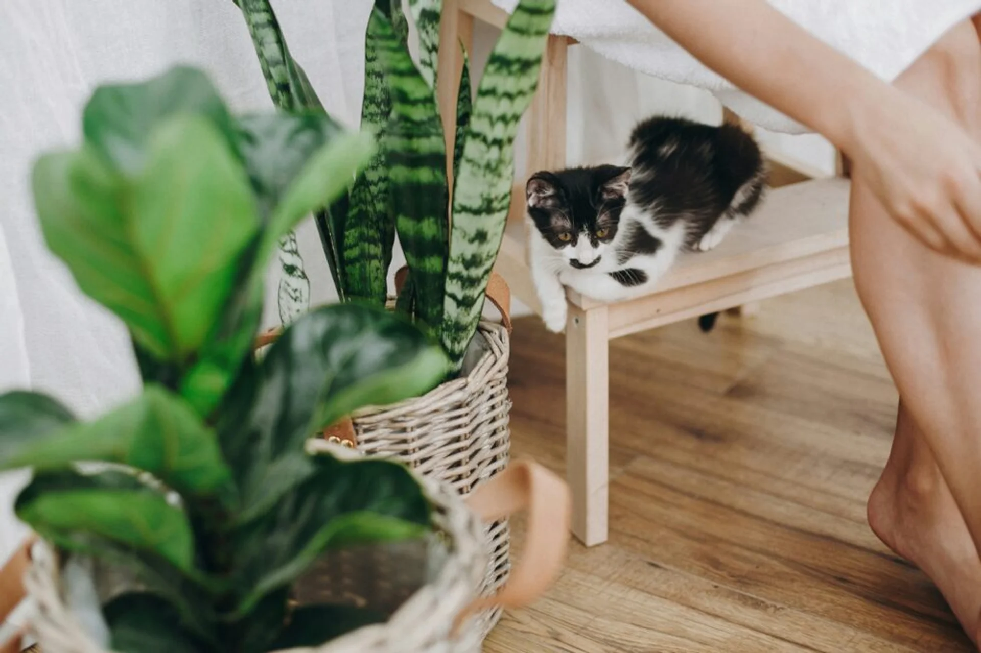Toxic to Pets: Household Dangers Every Owner Should Know