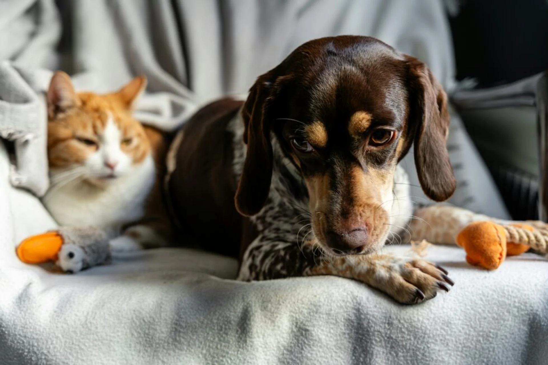 First Steps for New Pet Parents: Caring for Your Puppy or Kitten in the New Year