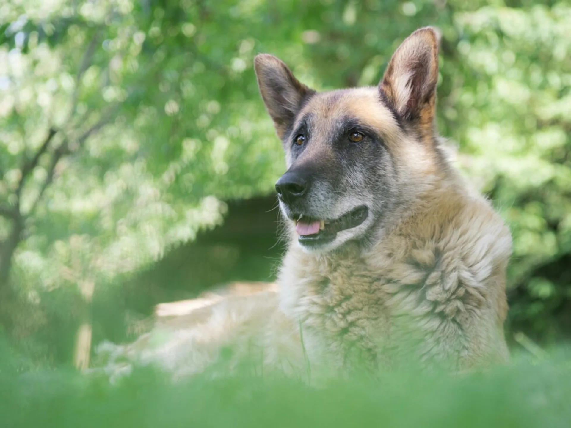 Why Preventive Health Screenings Are Essential for Senior Pets