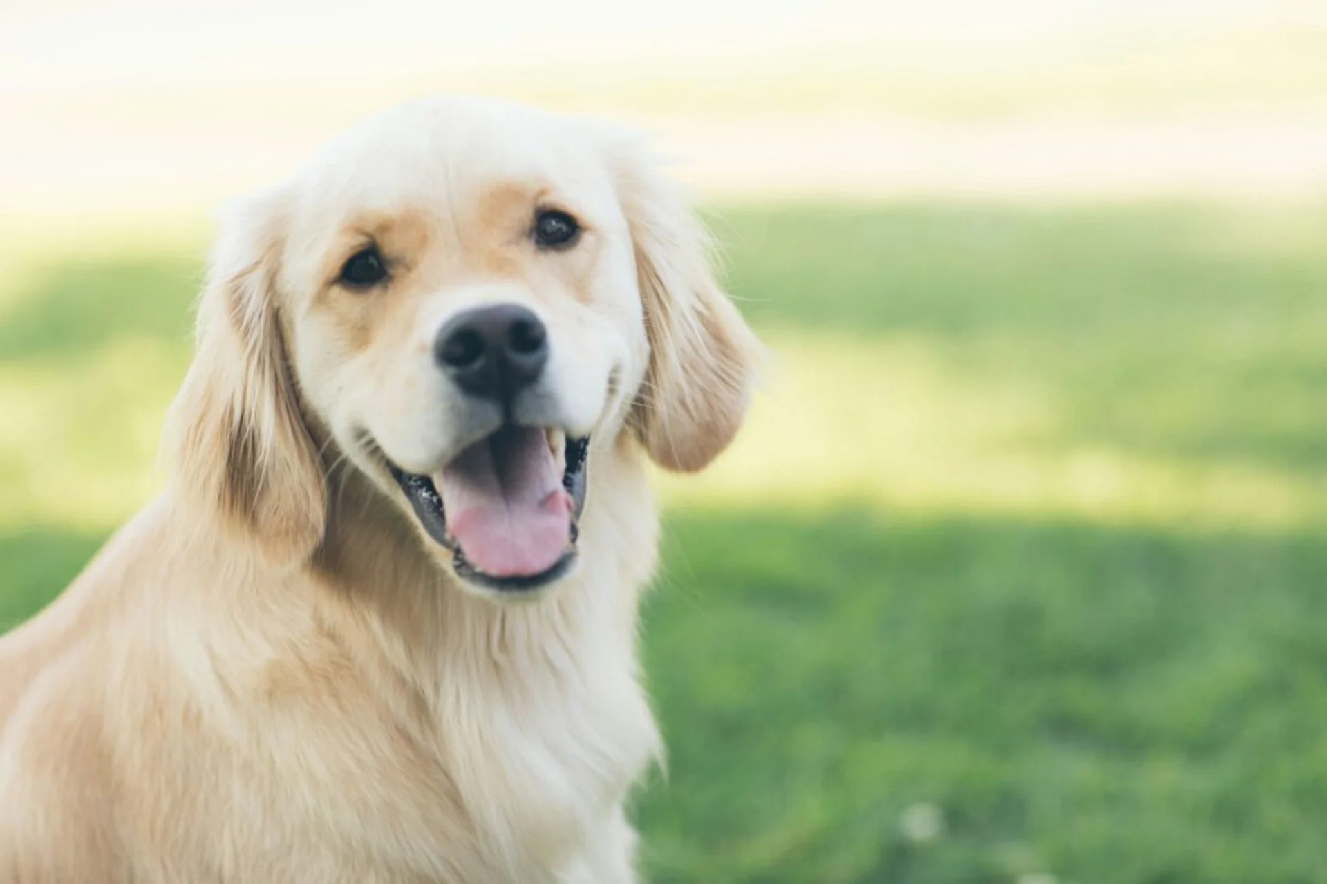 The Importance of Preventative Lab Work for Pets