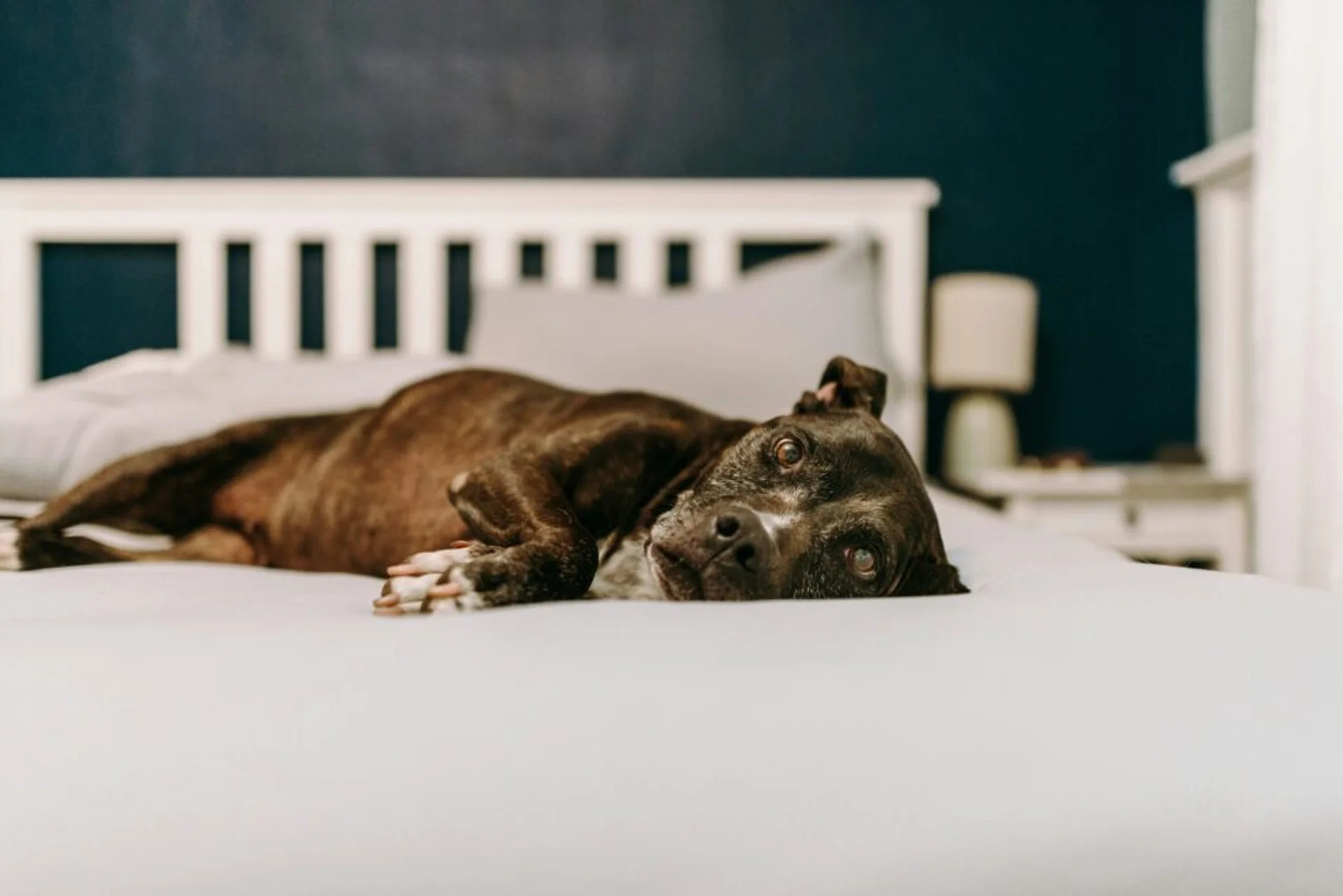 Toxic Tails: Identifying and Avoiding Pet Poisons in Your Home