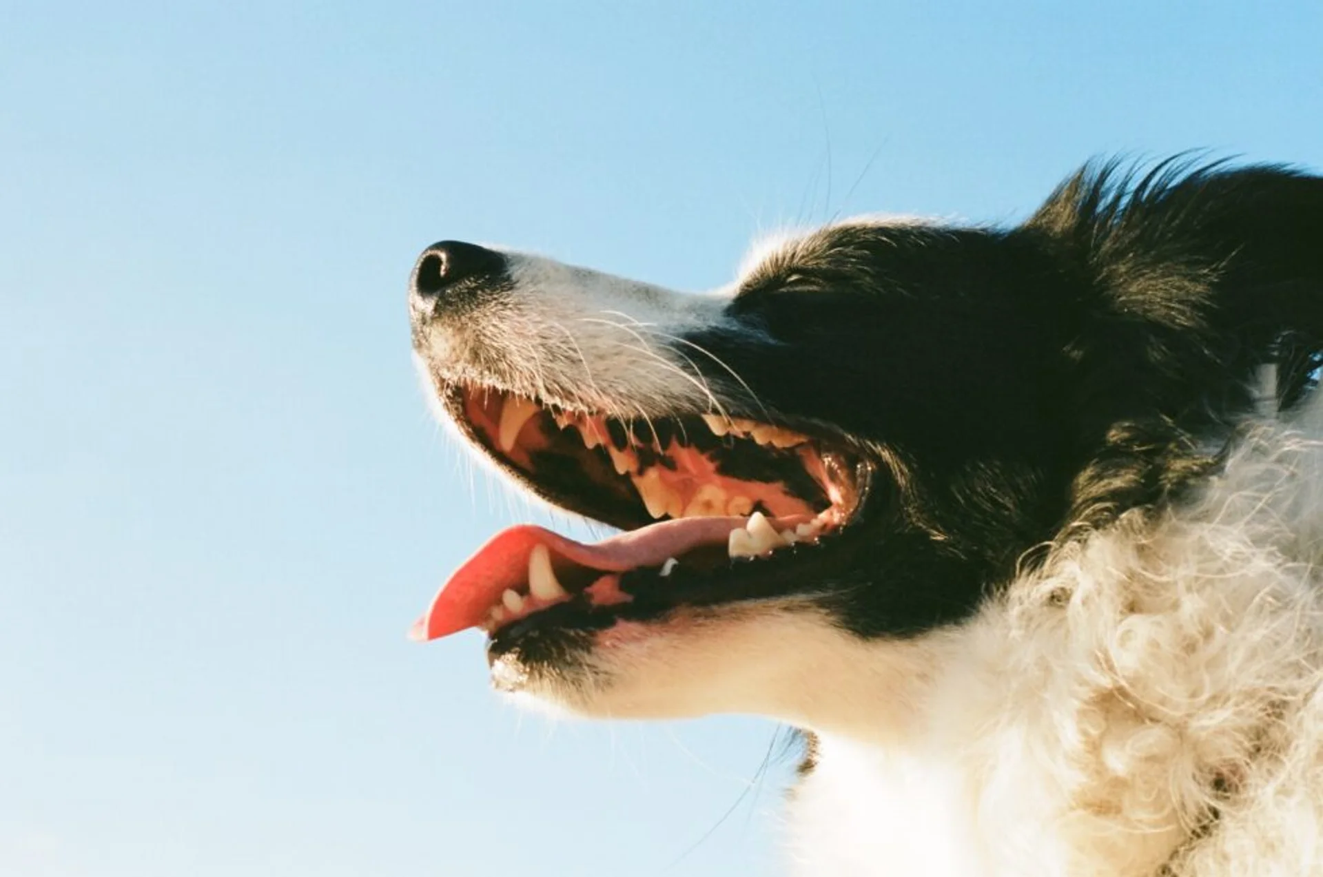 Smile Bright, Wag Right: Your Guide to Canine Dental Wellness