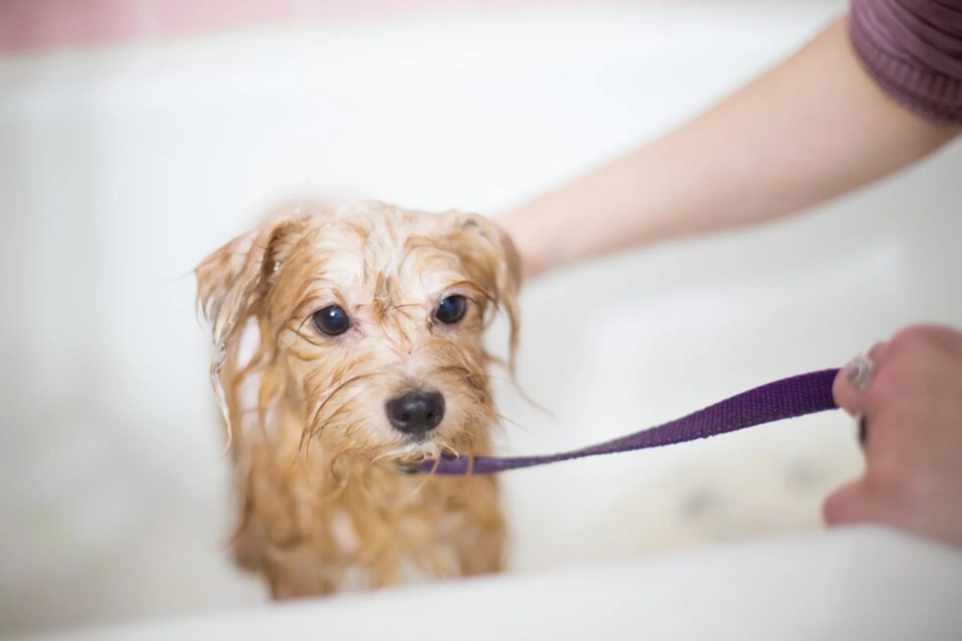 How to Choose the Perfect Shampoo for Your Dog's Coat