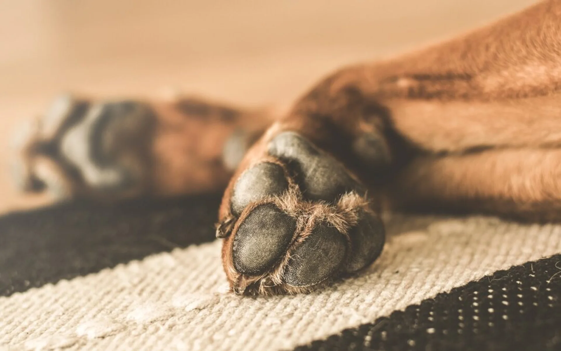 When Does Your Pet's Limp Require Emergency Care?