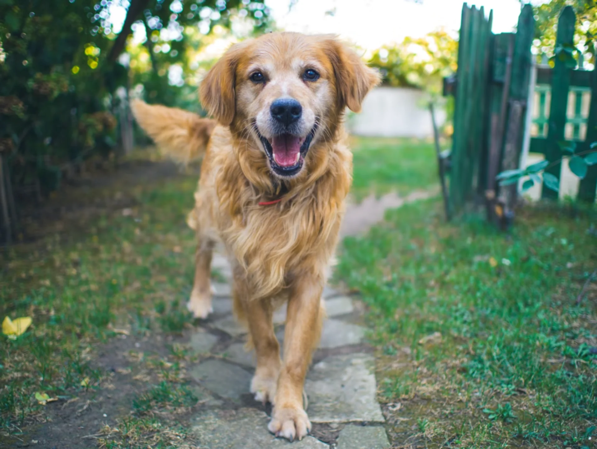 Common Reasons for Pet Limps