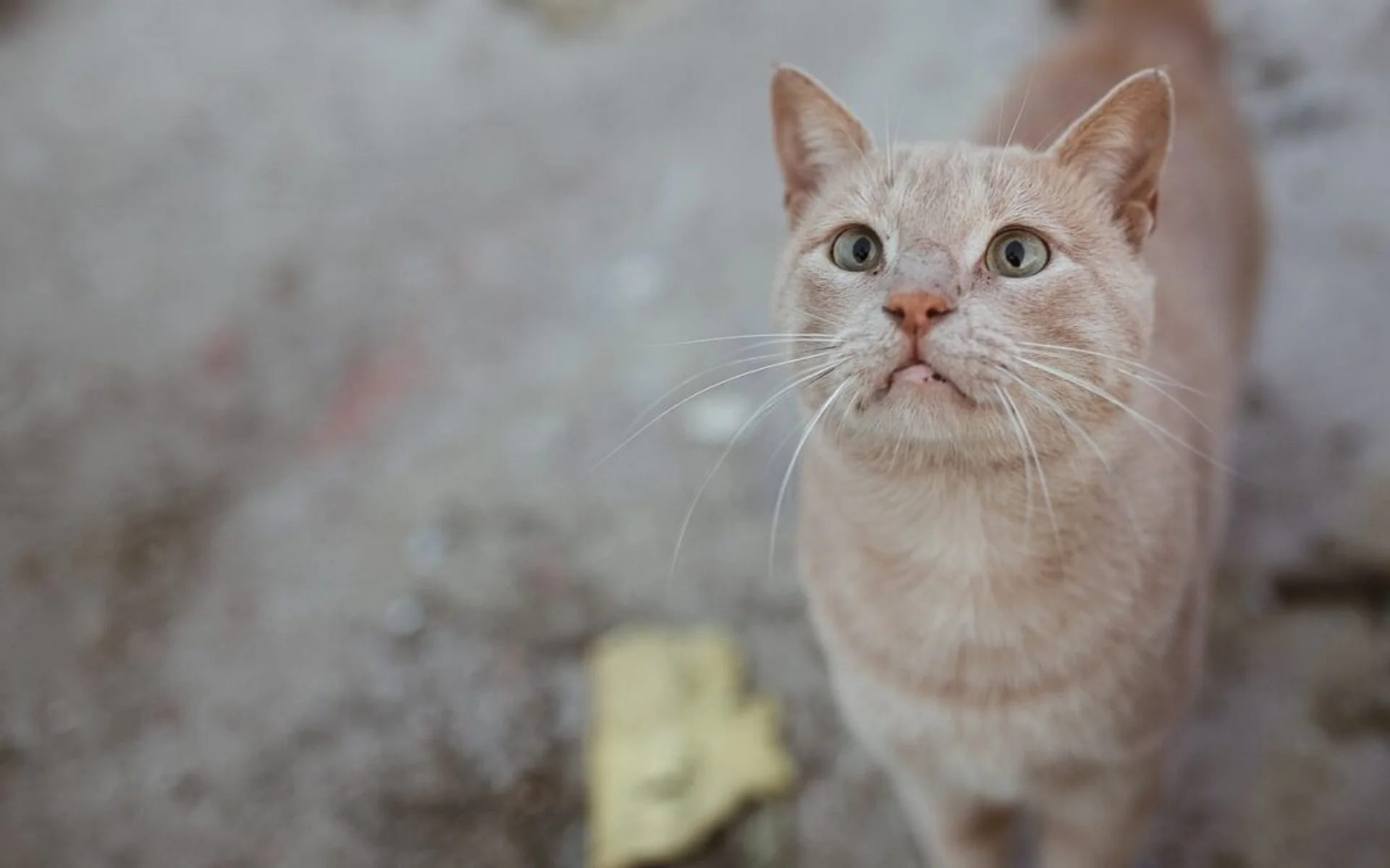 Lumps and Bumps in Pets: When You Should Be Concerned