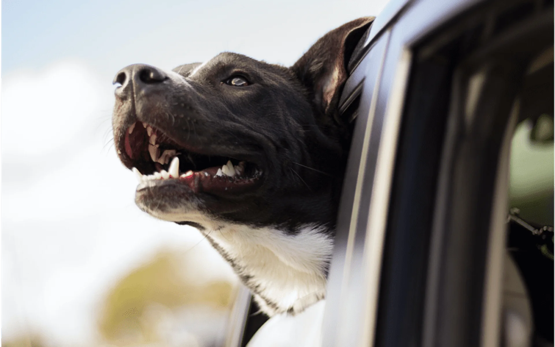How to Keep Your Pet Safe Inside and Outside Your Home