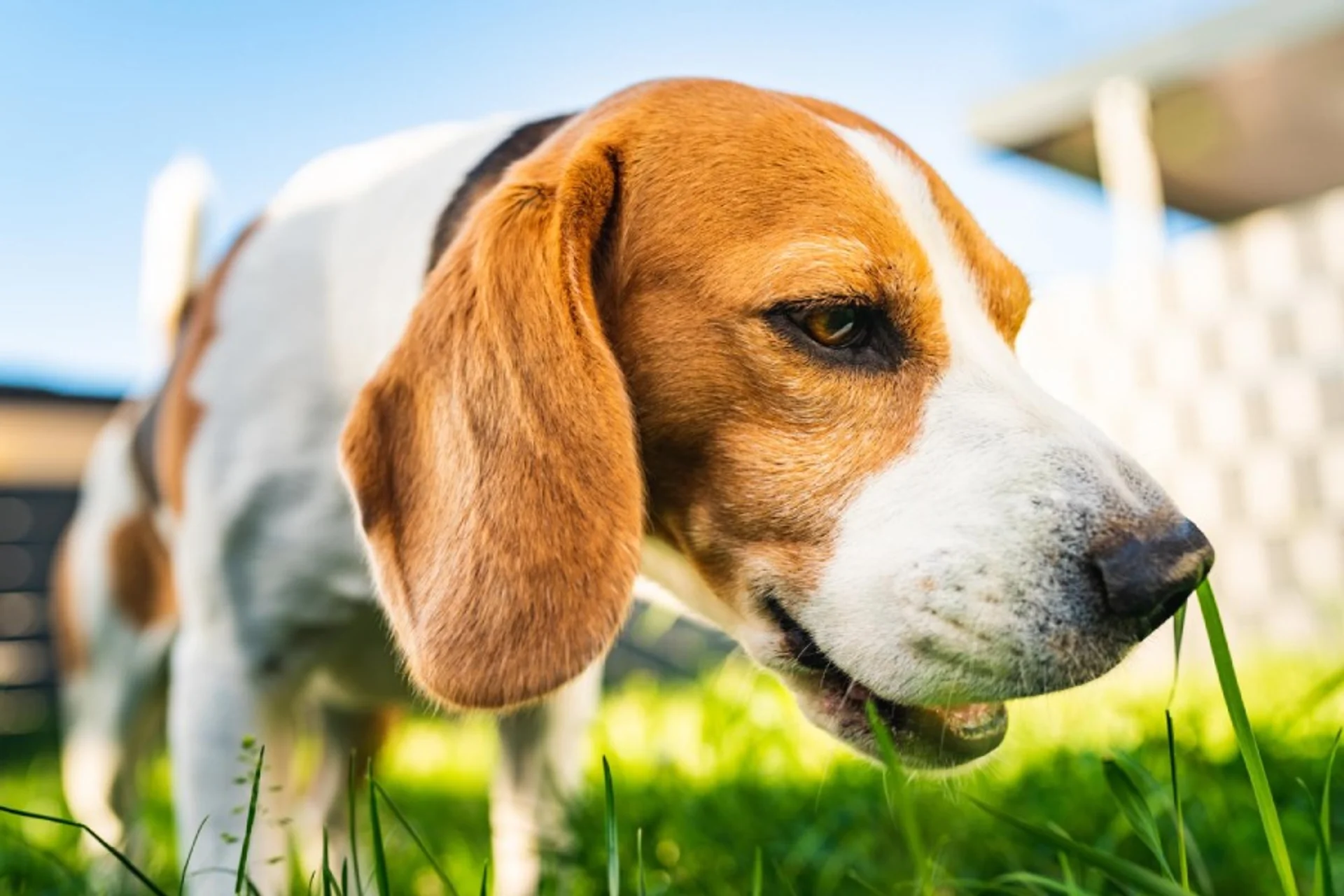 Why is My Dog Eating Grass?
