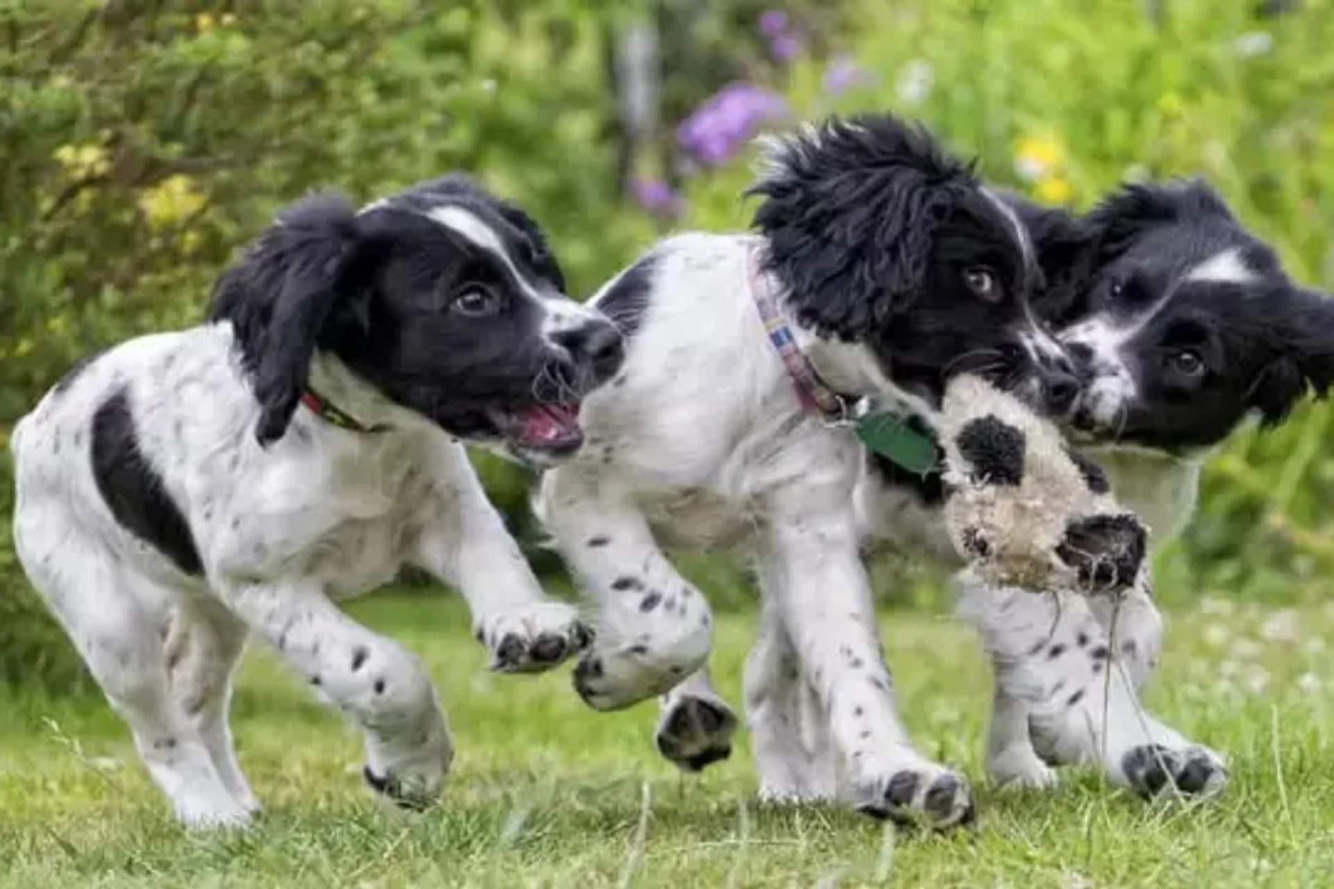 Dog Neutering in Smyrna, GA: What You Need to Know