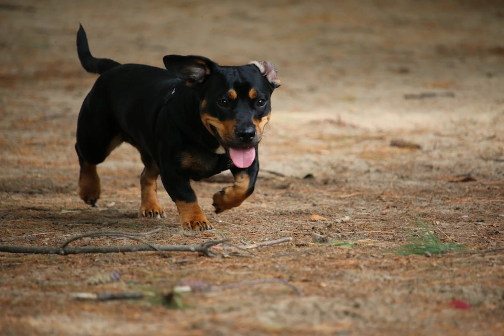 My Dog is Limping in Smyrna, GA, What Should I Do?