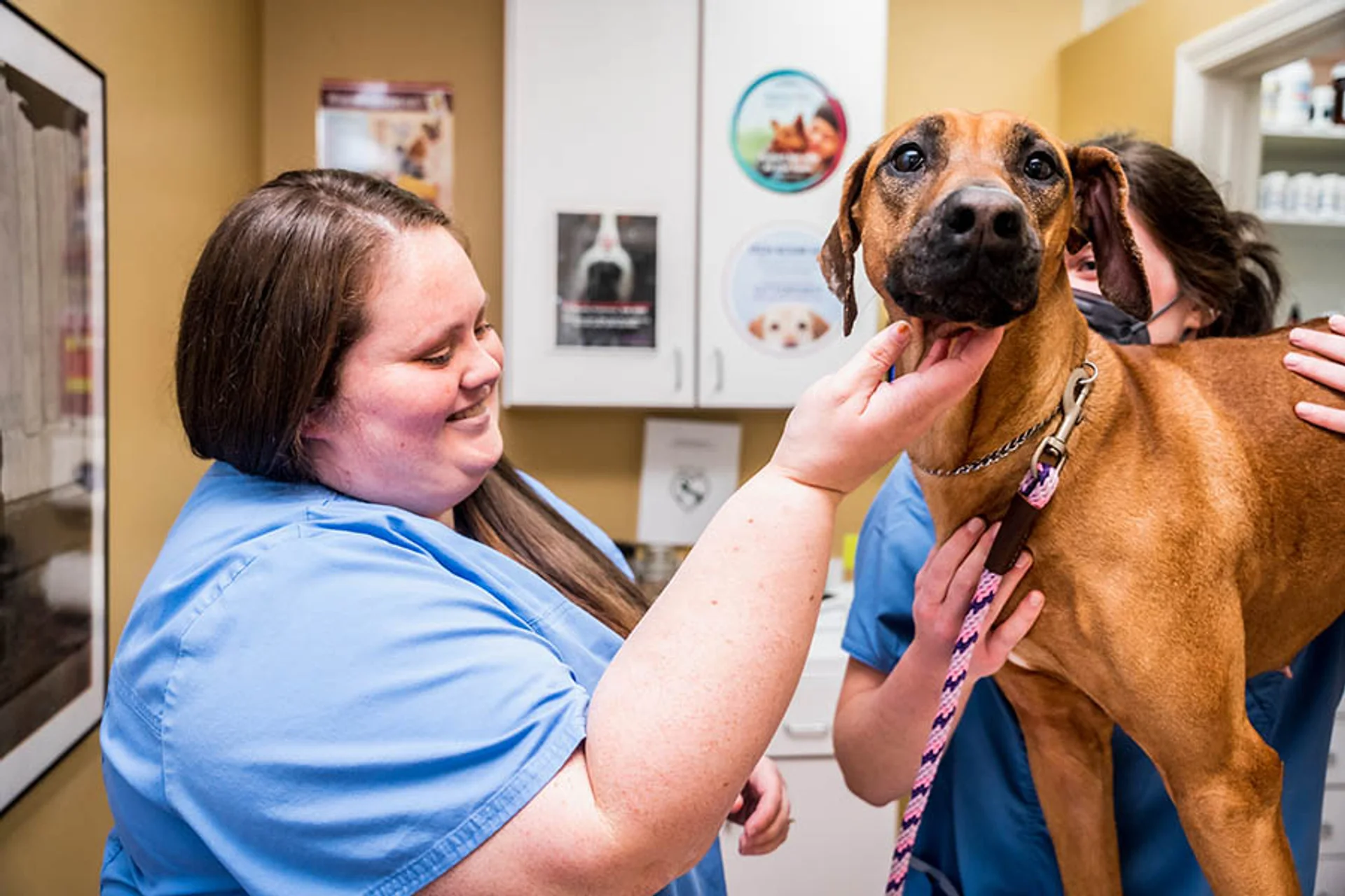 Dog Vaccination Schedule in Smyrna, GA and Why It's Important