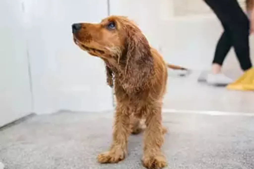 Dog Shivering and Trembling in Smyrna, GA: Causes and Treatments