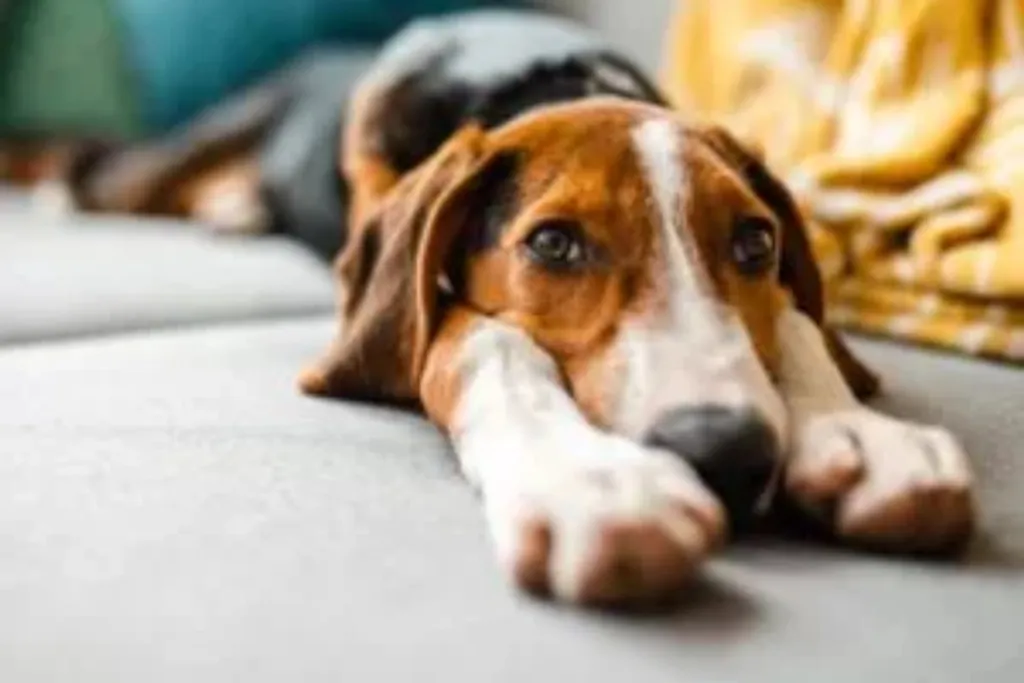 How to Know if Your Pet Needs to See an Emergency Vet in Smyrna, GA