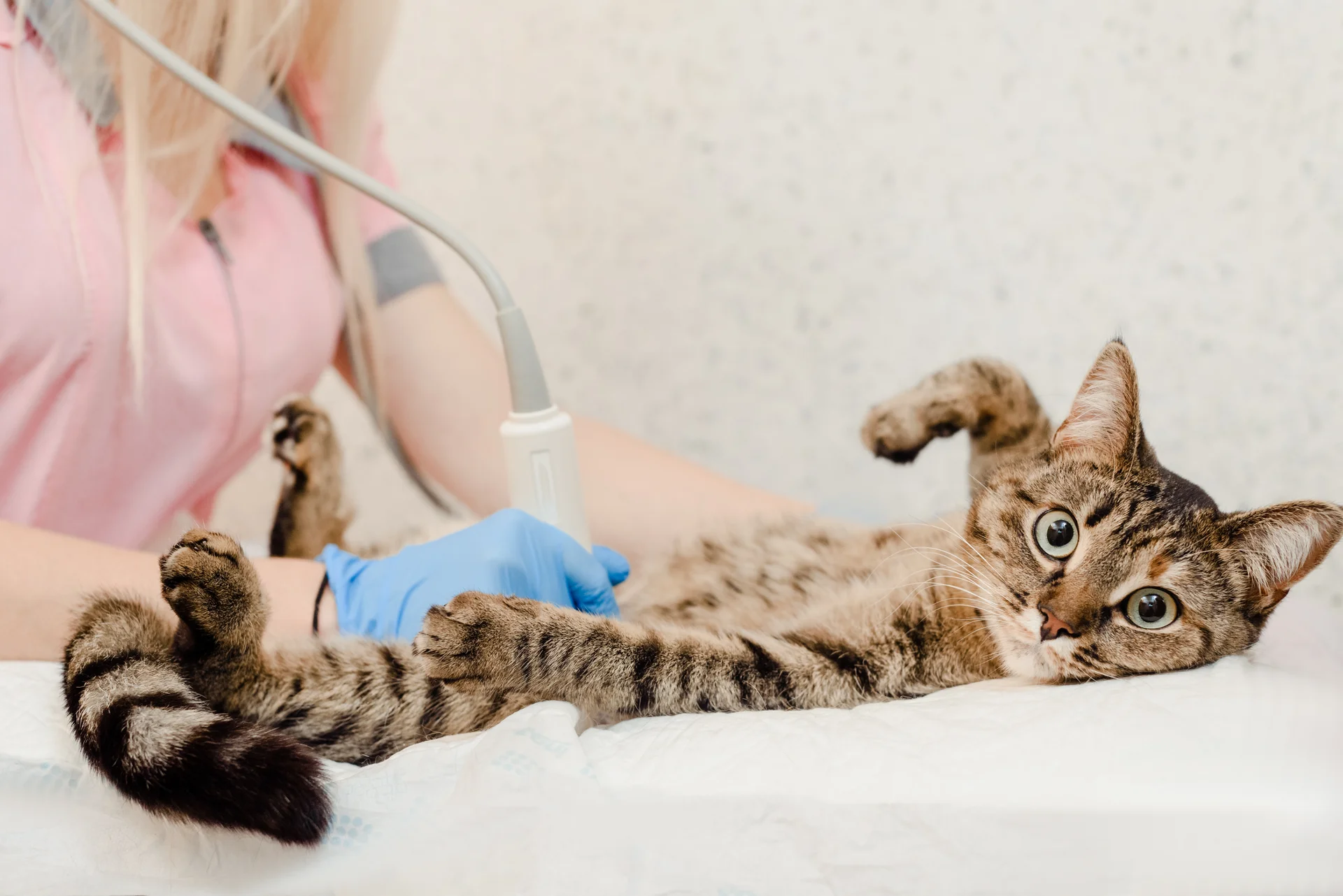 Cancer Treatment / Oncology