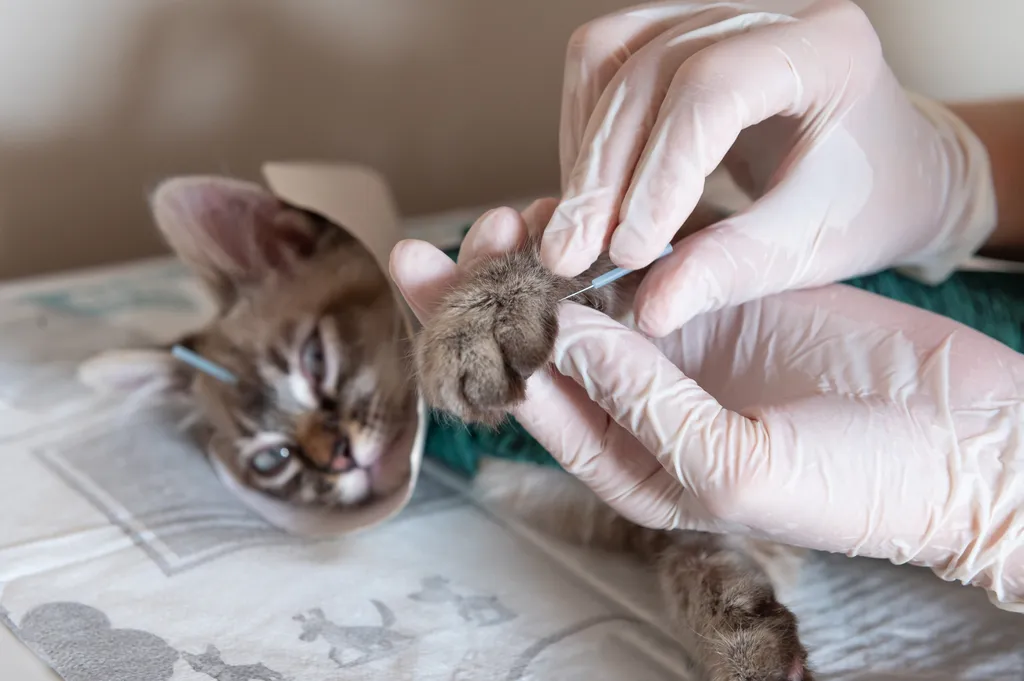 Deworming