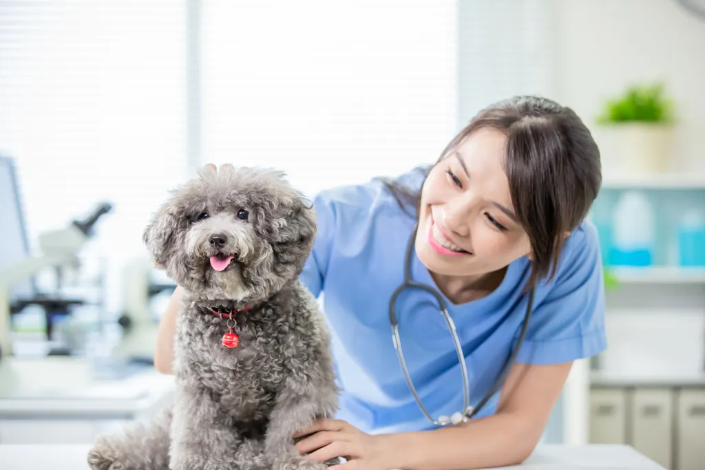 Pet Surgery