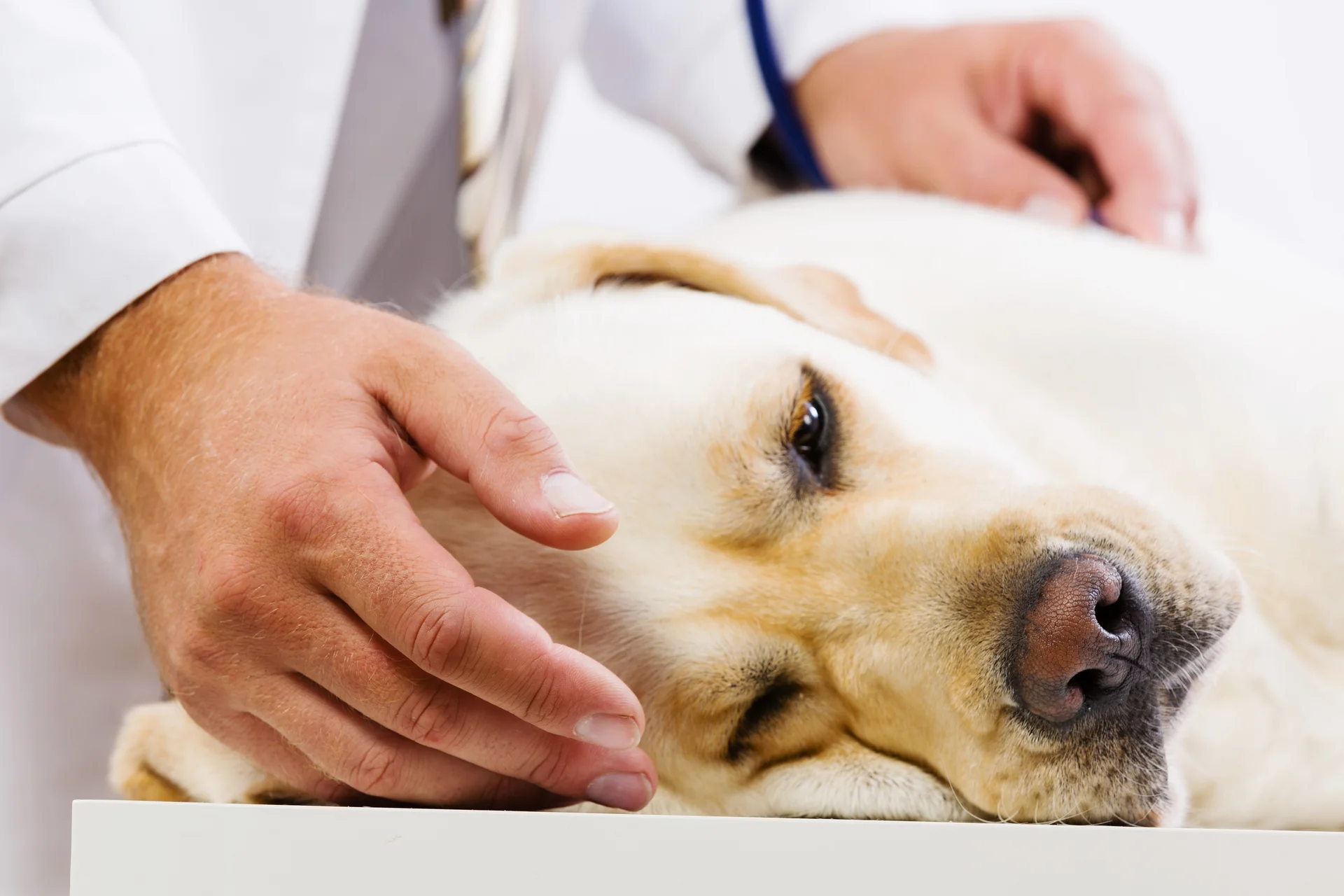 Pet Pharmacy