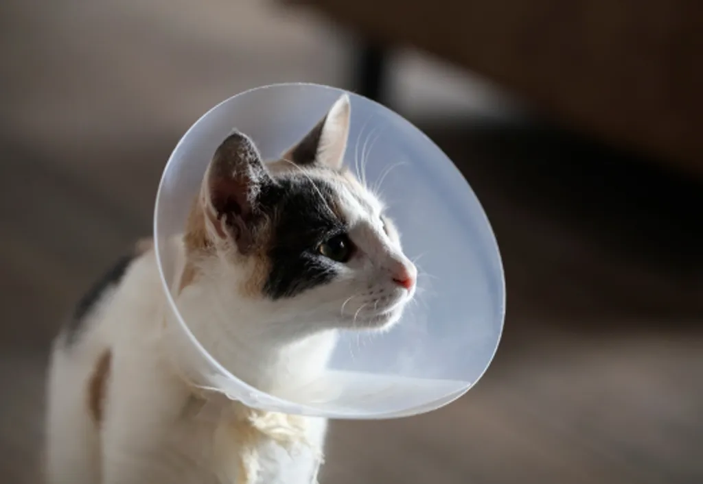 Spay & Neuter