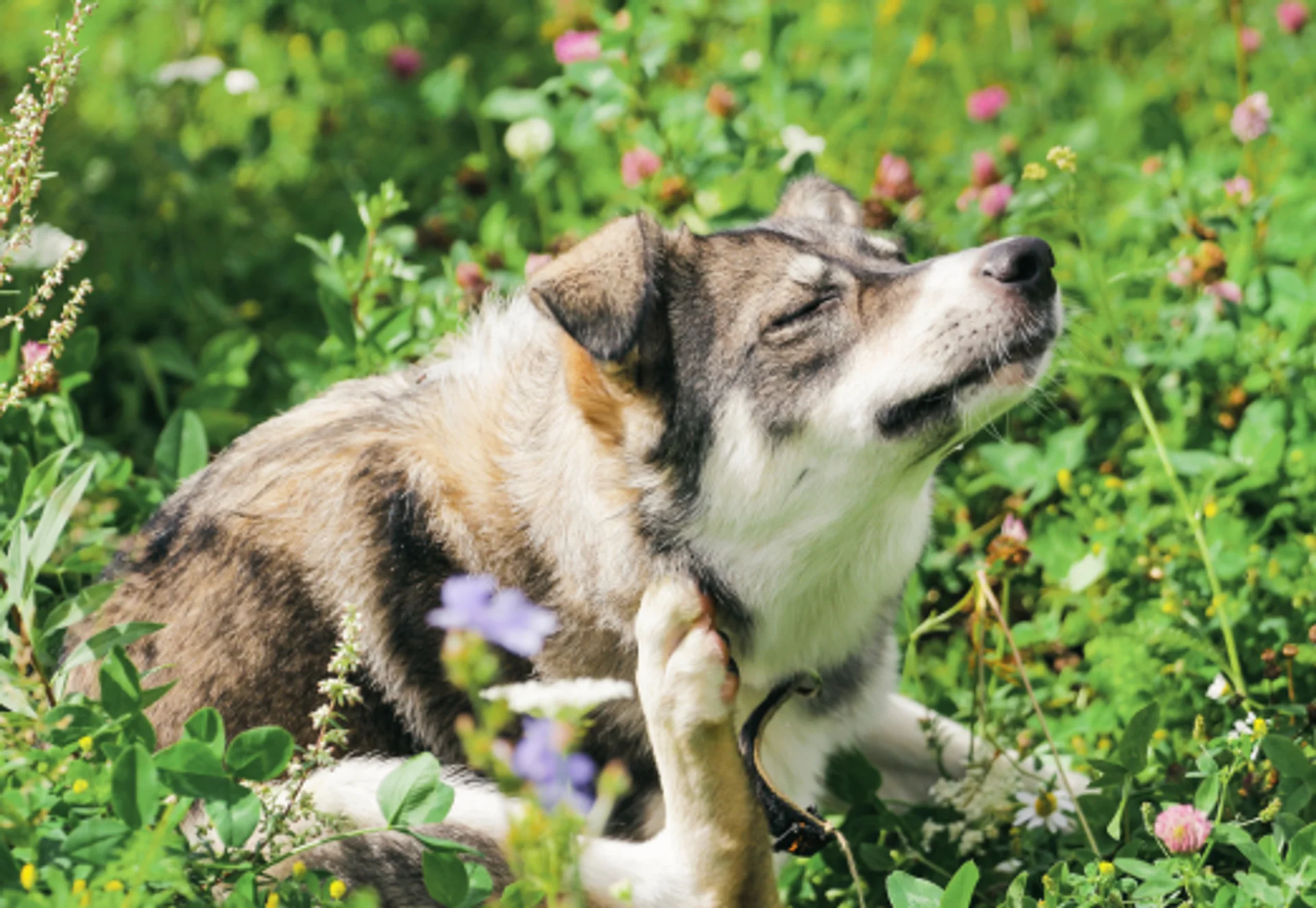 Allergies & Dermatology
