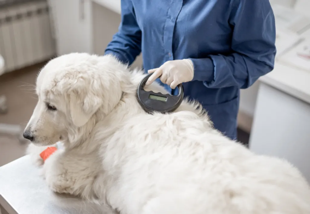 Microchipping
