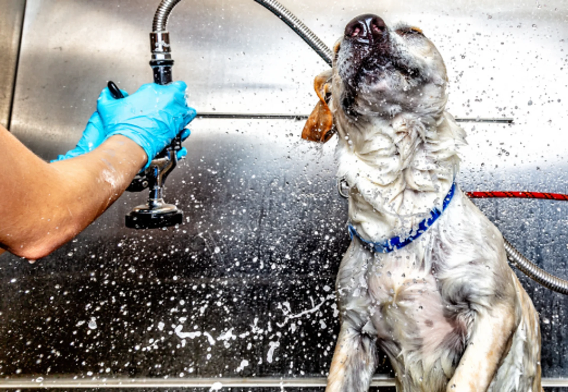 Grooming & Bathing