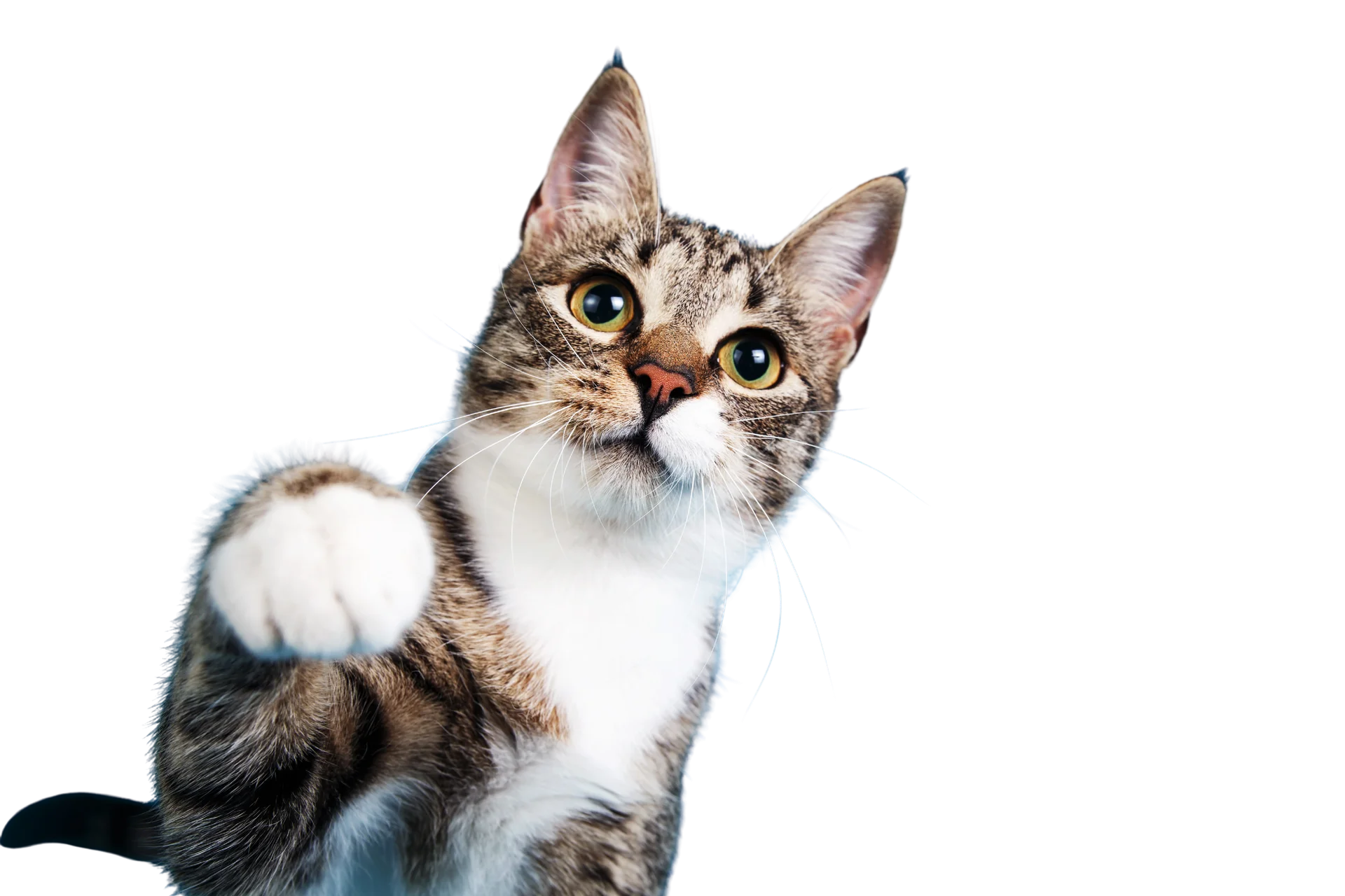 Cat Grooming