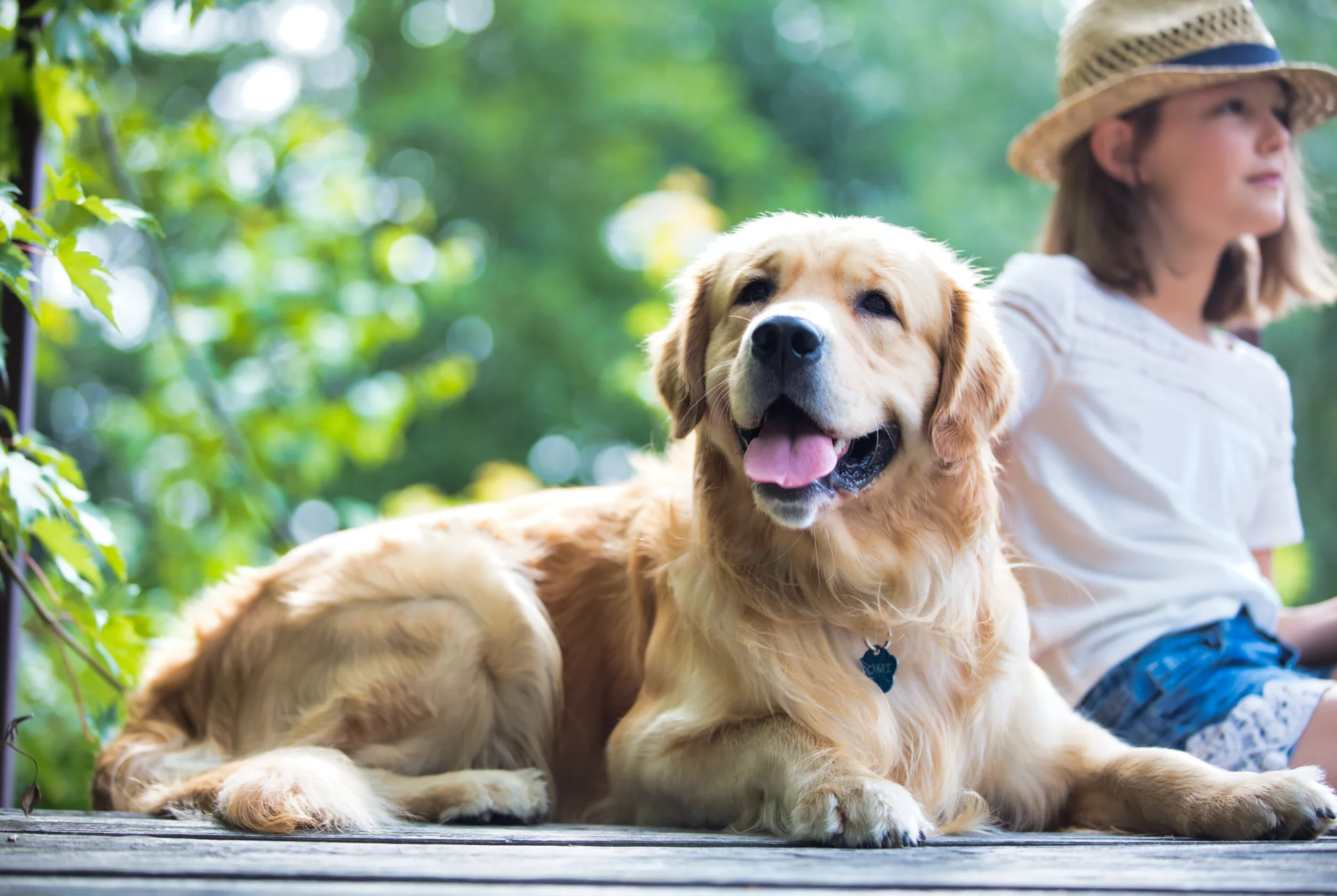 Pet Orthopedics