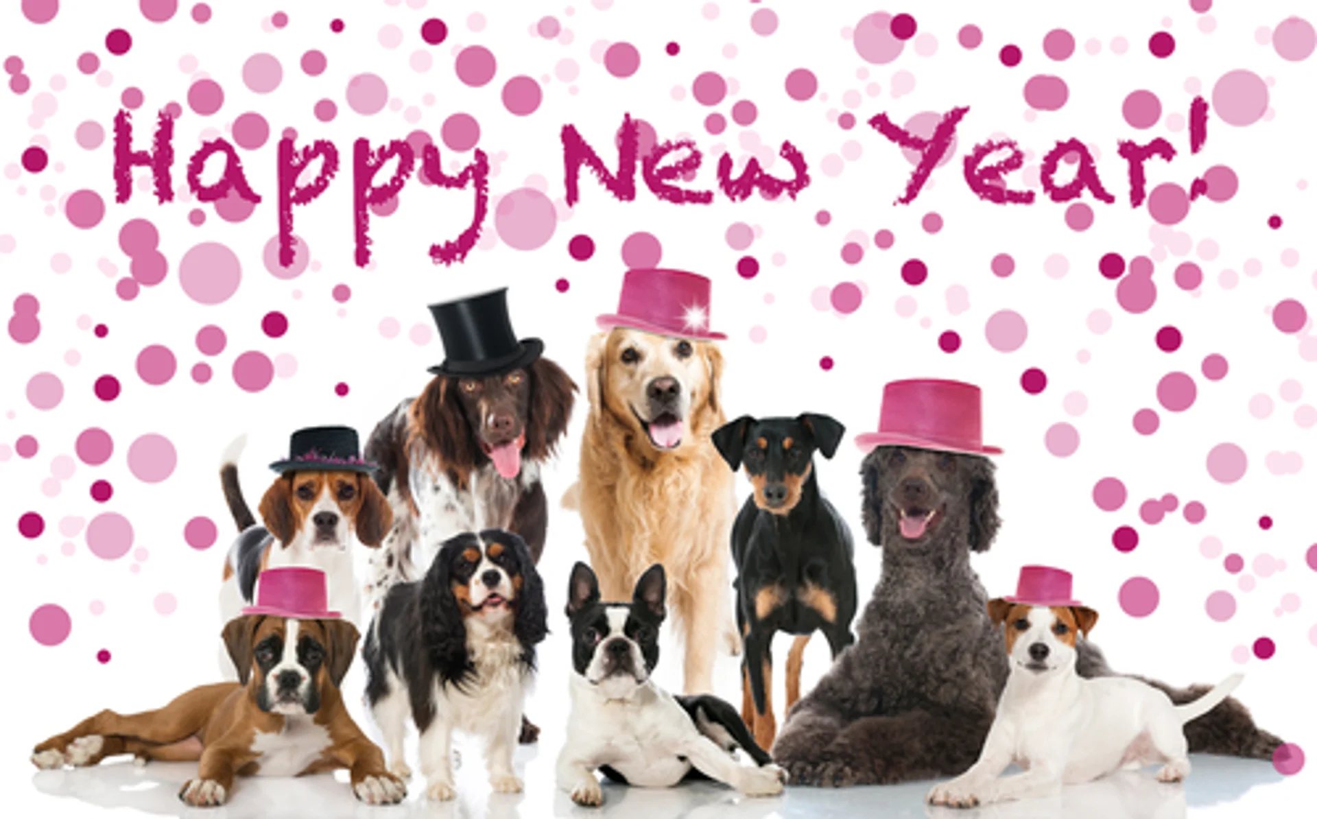 Holiday Pet Hazards: Tips and Tricks