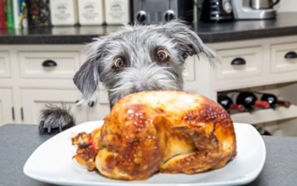 Thanksgiving Thoughts