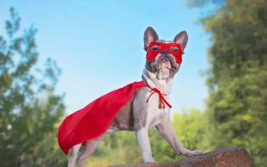 Halloween can be Hairy for Pets