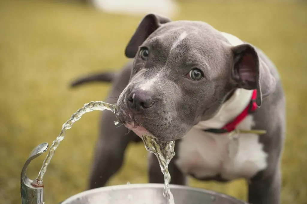 How to Keep Your Pets Hydrated and Healthy in July